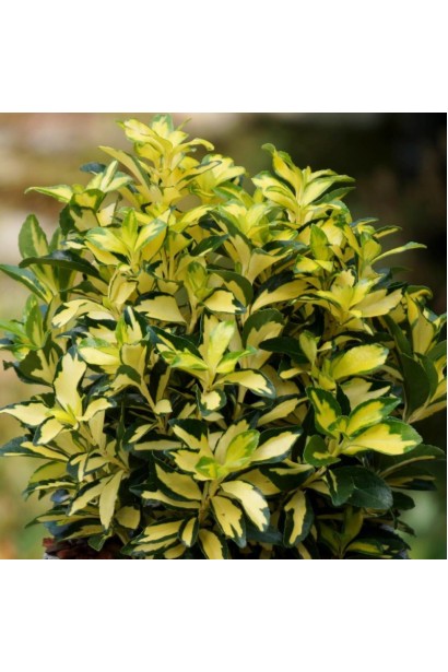 Бруслина японська Екстаз